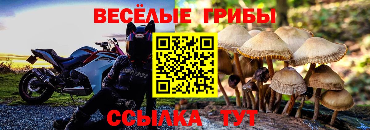 Псилоцибиновые грибы Psilocybine cubensis Бийск